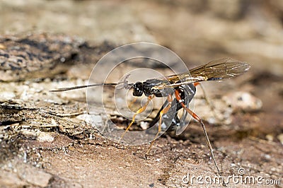 Dolichomitus imperator parasitic wasp Stock Photo