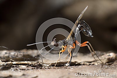 Dolichomitus wasp and pseudoscorpion Stock Photo