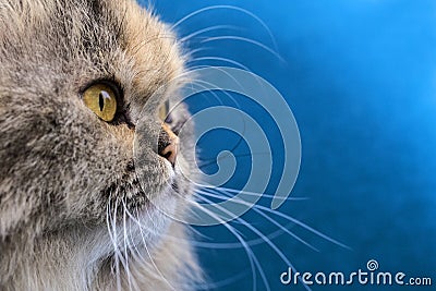 Doll Face Persian Cat Portrait Stock Photo