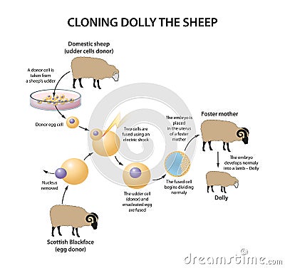 Cloning Dolly sheep illustration Stock Photo