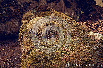 dolmens in the forest. cloudy dark mystical jungle with ancient ruins of a part of the rock Stock Photo