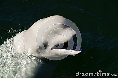 Dolphin Stock Photo