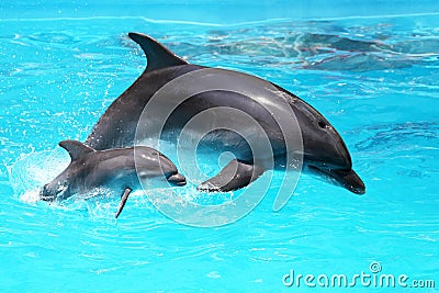 Dolphin with a baby floating in the water Stock Photo