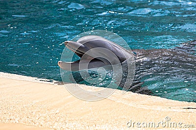 Dolphin baby Stock Photo