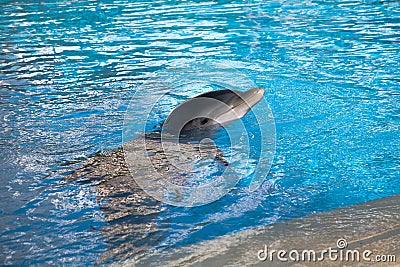 Dolphin baby Stock Photo