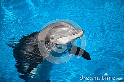 Dolphin baby Stock Photo