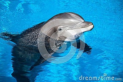 Dolphin baby Stock Photo