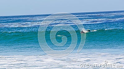 Dolphin crests the wave Stock Photo