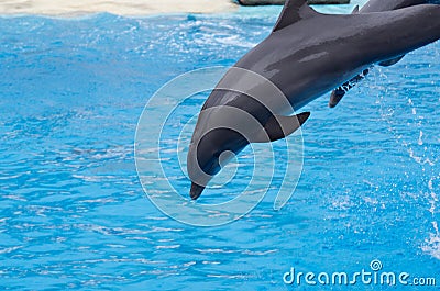 Dolphin dive Stock Photo