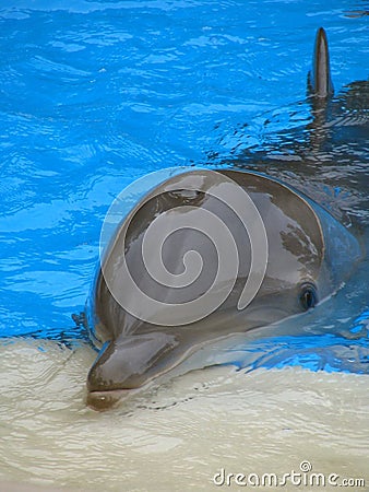 Dolphin Face Stock Photo