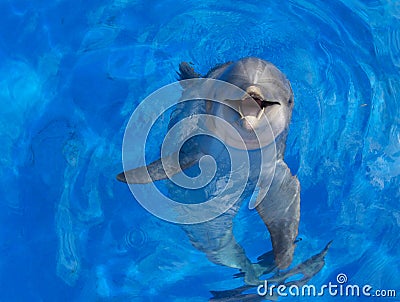 Dolphin face Stock Photo