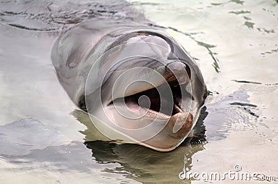 Dolphin face Stock Photo