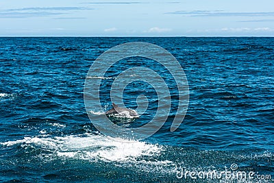 Dolphin family playing in the water Stock Photo