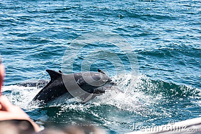 Dolphin family playing in the water Stock Photo