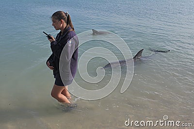 Dolphin feeding in Monkey Mia Shark Bay Western Australia Editorial Stock Photo