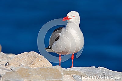 Dolphin gull, Larus scoresbii. Gull in the water.Sand white beach bird, sitting on the stick, with clear blue background, Falkland Stock Photo