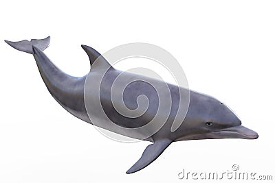 Dolphin isolated Stock Photo