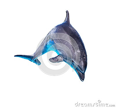 Dolphin isolated on white background Stock Photo