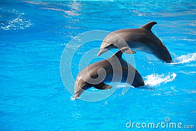 Dolphin jumping Stock Photo