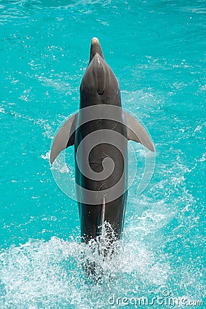 Dolphin jumping Stock Photo