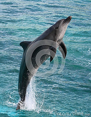 Dolphin Jumping Stock Photo