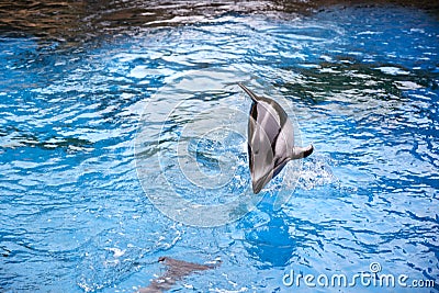 Dolphin jumping moment Stock Photo