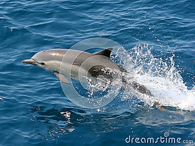 Dolphin Jumping in the Ocean Stock Photo