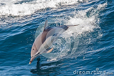 Dolphin jumping Stock Photo