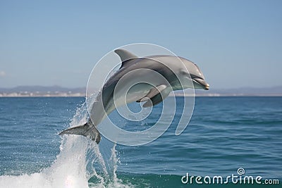 dolphin jumping out of the water in graceful leap Stock Photo