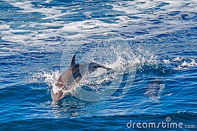 Dolphin jumping Stock Photo