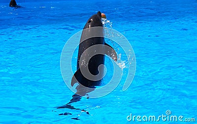 A dolphin playing with ball in the blue water Stock Photo
