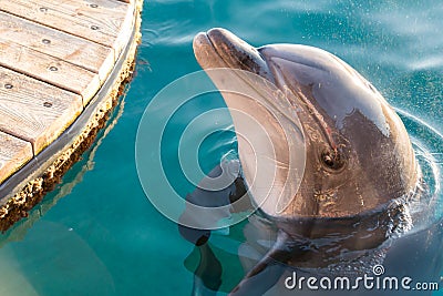 At Dolphin Reef in Eilat Stock Photo