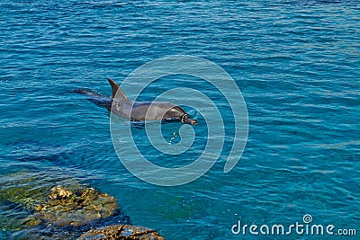 Dolphin reef on the Red Sea Stock Photo