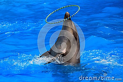 Dolphin with ring in a pool Stock Photo