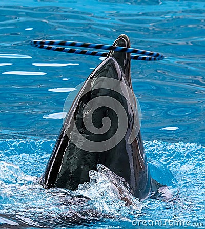 Dolphin rotates the ring on the head Stock Photo