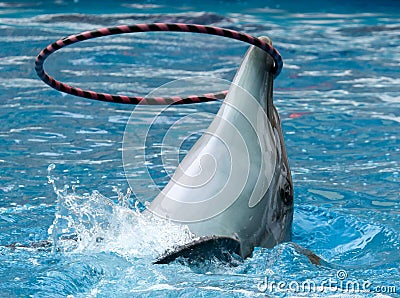 Dolphin rotates the ring on the head Stock Photo