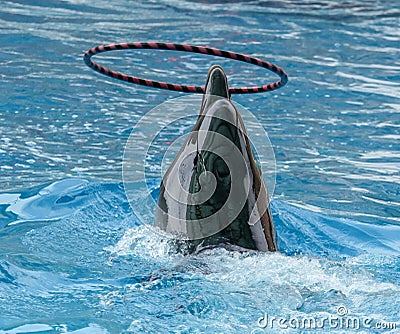 Dolphin rotates the ring on the head Stock Photo