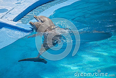Dolphin show, swimming around Stock Photo