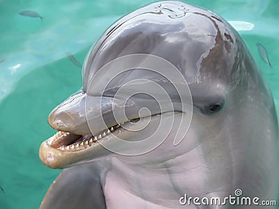 Dolphin Smile Stock Photo