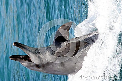 Dolphin Smile Stock Photo