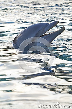 Dolphin Smile Stock Photo