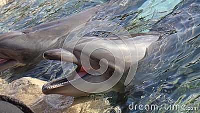 Dolphin smile in water. Dolphin in water Stock Photo