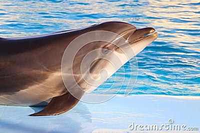 Dolphin smilying out of pool Stock Photo