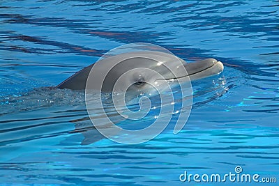 Dolphin swimming in blue water Stock Photo