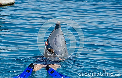 Dolphin and undefined girl in Red Sea water Stock Photo
