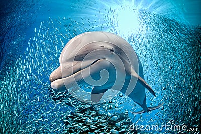 Dolphin underwater on blue ocean background Stock Photo