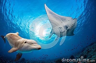 Dolphin underwater meets a manta Stock Photo