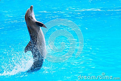 Dolphin is in the water. Cute smiling dolphin jumping and looking at the camera. Canary islands, Spain. Copy space. Stock Photo