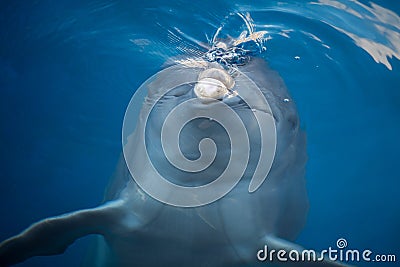 Dolphing smiling close up portrait Stock Photo