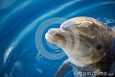 Dolphing smiling close up portrait Stock Photo